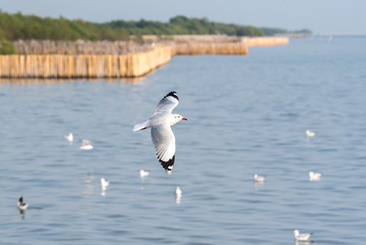 Bird (Seagulls, Laridae, Chroicocephalus brunnicephalus) white and gray color flying on the sky at a nature sea