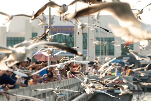 Bang Pu provides habitat for large flocks of migratory seagulls annually in the early winter visitors can enjoy with feeding thousands of seagulls