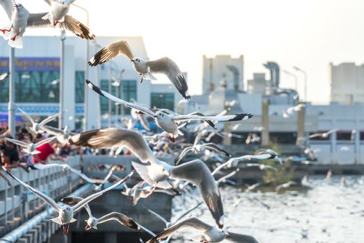 Bang Pu provides habitat for large flocks of migratory seagulls annually in the early winter visitors can enjoy with feeding thousands of seagulls