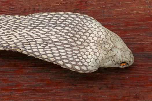 A close up head of a King Cobra. Tanned skin of Ophiophagus hannah. Belt of the most venomous snake on Bali island in Indonesia. Product from leather workshop.