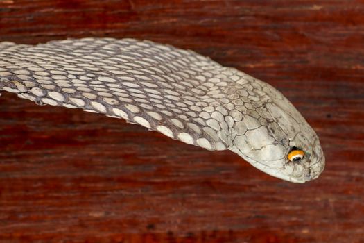 A close up head of a King Cobra. Tanned skin of Ophiophagus hannah. Belt of the most venomous snake on Bali island in Indonesia. Product from leather workshop.