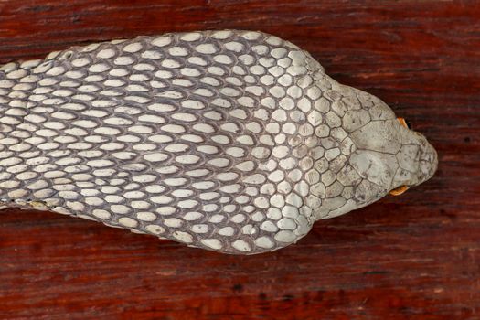 A close up head of a King Cobra. Tanned skin of Ophiophagus hannah. Belt of the most venomous snake on Bali island in Indonesia. Product from leather workshop.