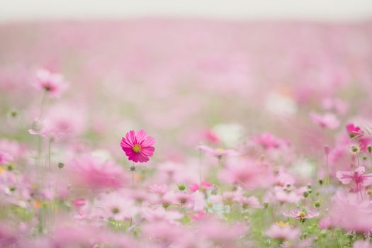 Cosmos flowers background in vintage style 