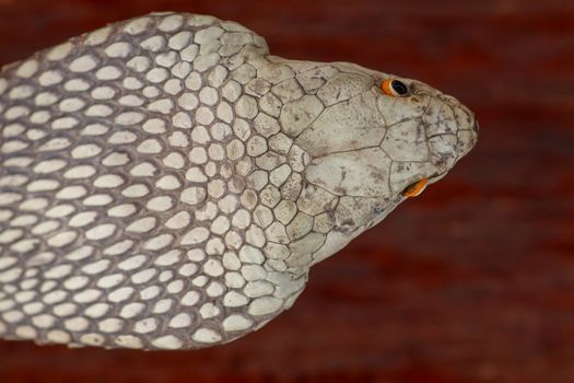A close up head of a King Cobra. Tanned skin of Ophiophagus hannah. Belt of the most venomous snake on Bali island in Indonesia. Product from leather workshop.