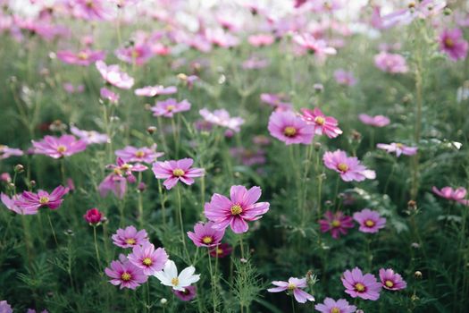 Cosmos flowers background in vintage style 