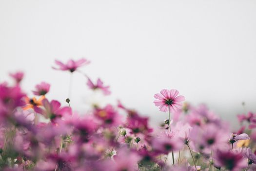 Cosmos flowers background in vintage style 