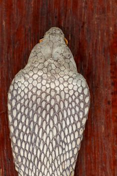 A close up head of a King Cobra. Tanned skin of Ophiophagus hannah. Belt of the most venomous snake on Bali island in Indonesia. Product from leather workshop.