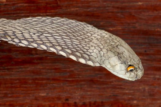 A close up head of a King Cobra. Tanned skin of Ophiophagus hannah. Belt of the most venomous snake on Bali island in Indonesia. Product from leather workshop.