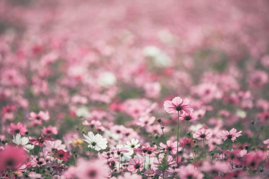 Cosmos flowers background in vintage style 