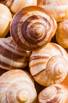 Group of snail shells, escargots de Bourgogne, under the sunlight