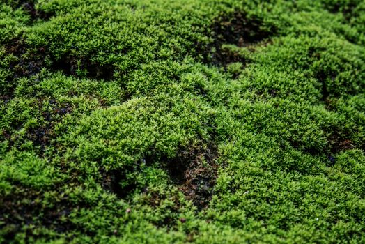 Close Up : Green moss on concrete floor background texture with selective focus, Image filter effect.