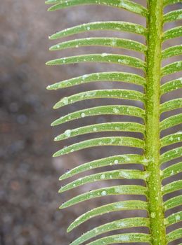 The fronds, water droplet on pinnately compound leaves of Cycas siamensis plant