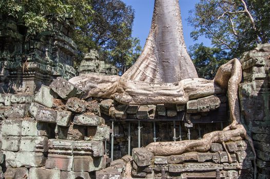 A large Kapok Tree (Ceiba pentandra) growing on and breaking the ancient Khmer temple of Ta Prohm, Angkor, Cambodia. Known as the temple of Brahma, the Ancestor, Ta Prohm was built in 1186.