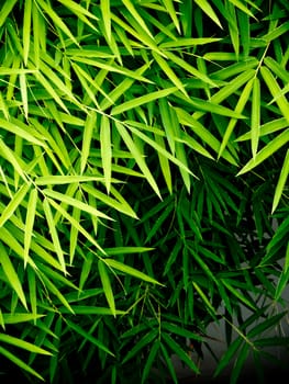 Vivid green color of bamboo leaf / green background