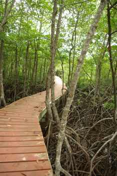 Wood bridge in mangrove forest , Kohchang , Trat , Thailand