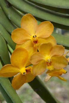 Yellow Vanda Orchid in garden