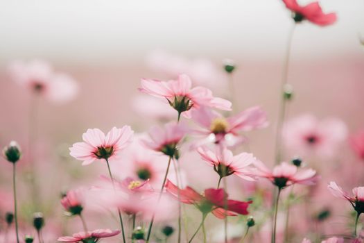 Cosmos flowers background in vintage style 