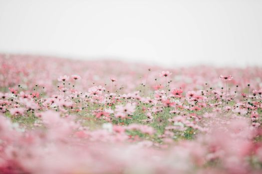 Cosmos flowers background in vintage style 