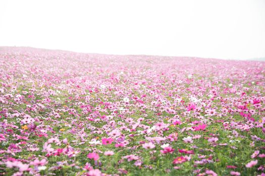 Cosmos flowers background in vintage style 