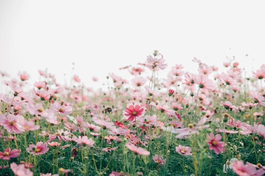 Cosmos flowers background in vintage style 