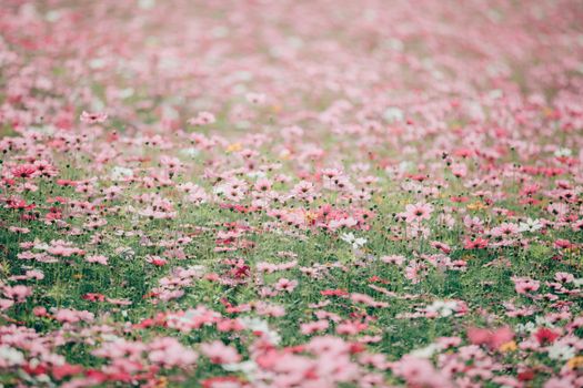 Cosmos flowers background in vintage style 