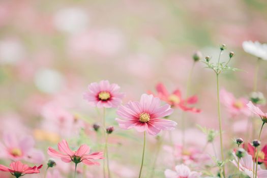 Cosmos flowers background in vintage style 