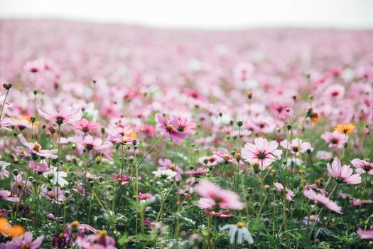 Cosmos flowers background in vintage style 