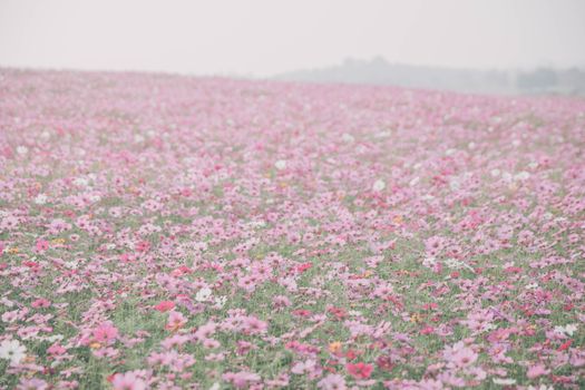 Cosmos flowers background in vintage style 