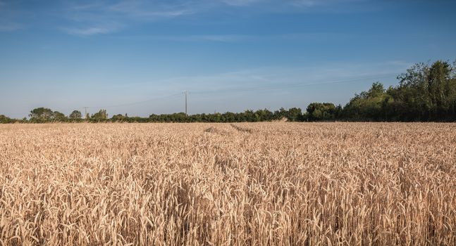 wheat field matured just before the harvest in France