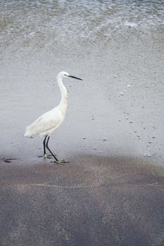 A white heron bird on a sandy beach