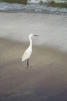 A white heron bird on a sandy beach