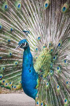 closeup of a male peacock with beautiful opened tail