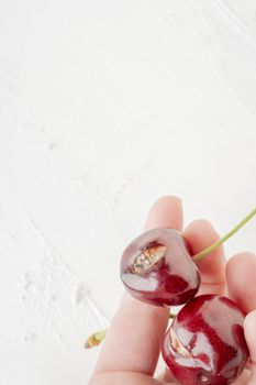 closeup of hand holding mouldy cherry fruits over a white background with copy space