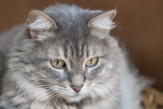 closeup face of a gray tabby cat at home