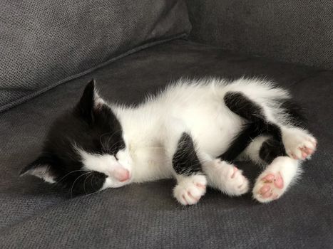 closeup of a cute black and white kitten sleeping on a sofa
