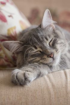 closeup face of a gray tabby kitten sleeping on bed 