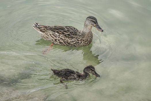 A mallard duck and baby swimming on lake