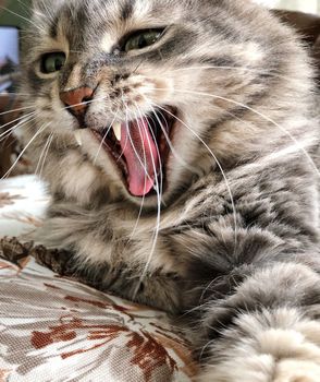 closeup of a gray tabby cat yawning
