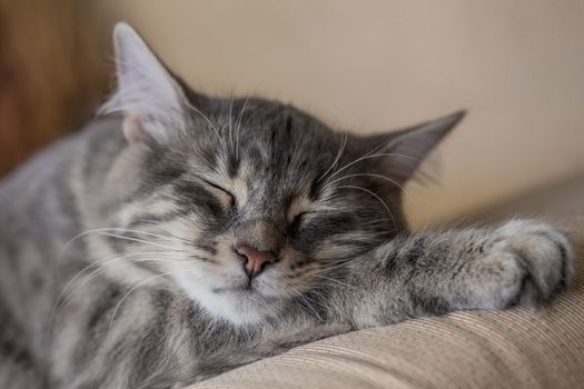 closeup face of a tabby kitten sleeping on bed at home