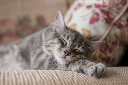 closeup face of a gray tabby kitten sleeping on bed with copy space