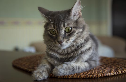 a cute gray cat / kitten at home