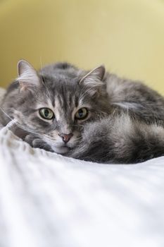 closeup of a cute tabby gray cat lying on bed