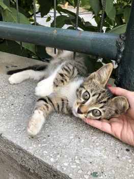 a female hand touch a cute kitten at street