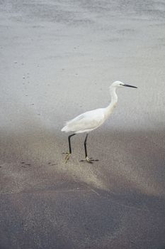 a white heron bird on a sandy beach