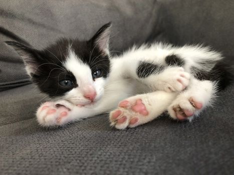 closeup of a cute black and white kitten on sofa