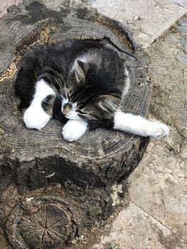 a cute cat sleeping on a log of tree at street