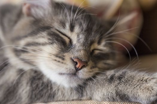 closeup face of a gray tabby kitten sleeping