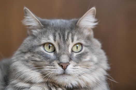 closeup face of a gray tabby cat looking at camera