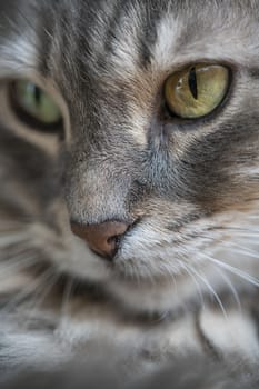 Closeup face of a cute tabby gray cat as a background