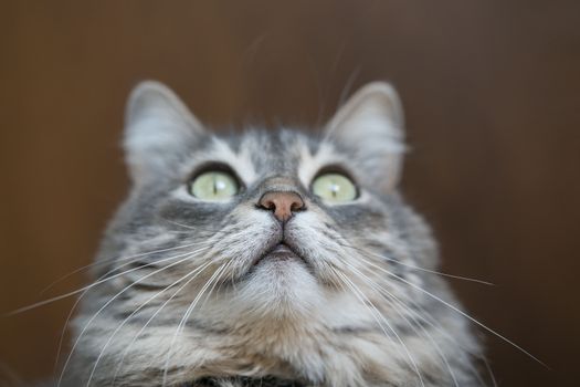 closeup face of a cute gray tabby cat looking up